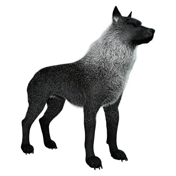 Weergave Van Een Zwarte Wolf Geïsoleerd Witte Achtergrond — Stockfoto