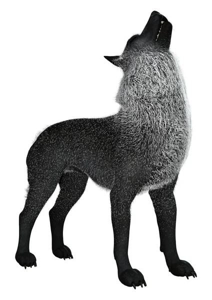 Representación Lobo Negro Aislado Sobre Fondo Blanco — Foto de Stock
