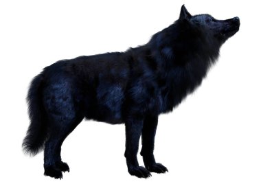 Beyaz arkaplanda izole edilmiş bir siyah kurdun 3D görüntüsü