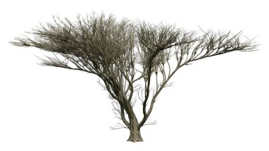 Beyaz arkaplanda 3 boyutlu dikenli ağaç ya da Vachellia tortilis görüntüleme