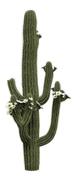 Rendering Blooming Saguaro Cactus Orcarnegiea Gigantea Plant Isolated White Background — Stock Photo, Image