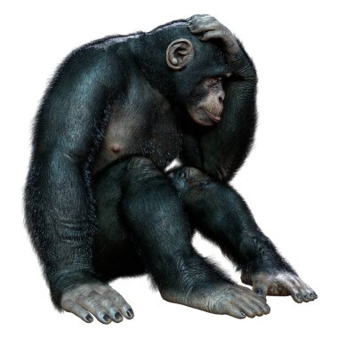 Beyaz arkaplanda izole edilmiş büyük bir şempanzenin 3B görüntülemesi