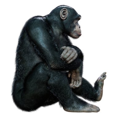 Beyaz arkaplanda izole edilmiş büyük bir şempanzenin 3B görüntülemesi