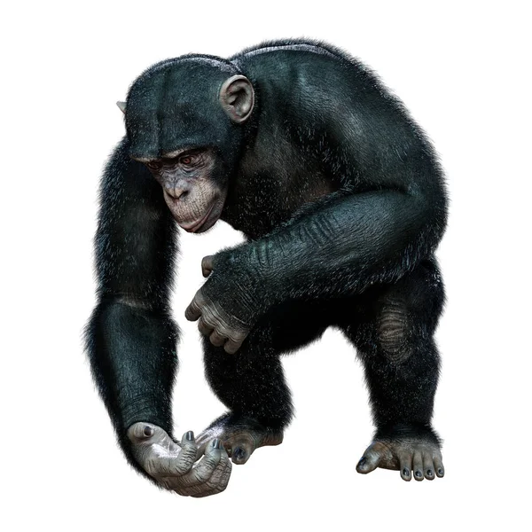 Renderização Grande Chimpanzé Isolado Fundo Branco — Fotografia de Stock