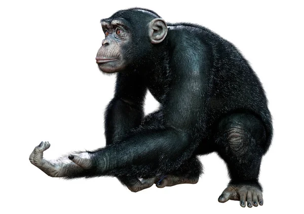 Renderização Grande Chimpanzé Isolado Fundo Branco — Fotografia de Stock