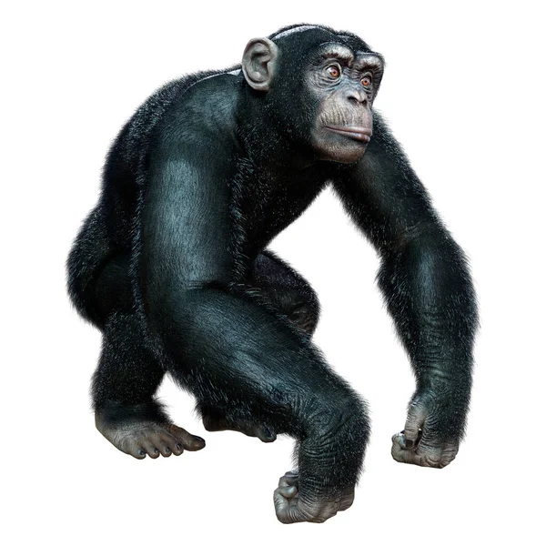 Weergave Van Een Grote Chimpansee Geïsoleerd Witte Achtergrond — Stockfoto