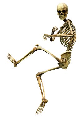 Beyaz arkaplanda izole edilmiş bir insan iskeletinin 3 boyutlu görüntülenmesi