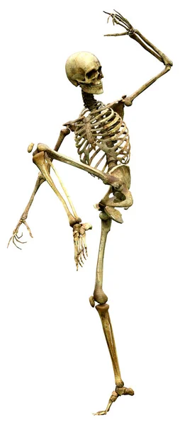 Darstellung Eines Menschlichen Skeletts Isoliert Auf Weißem Hintergrund — Stockfoto