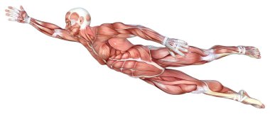 Beyaz arka planda izole edilmiş kas haritaları olan bir erkek figürünün 3 boyutlu görüntülenmesi