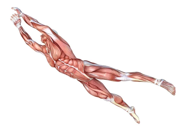 Representación Una Figura Masculina Con Mapas Musculares Aislados Sobre Fondo —  Fotos de Stock