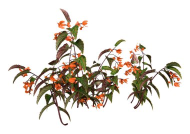 Beyaz arka planda izole edilmiş bir ejderha kanadı begonya bitkisinin 3 boyutlu görüntüsü