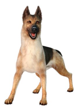 Beyaz arka planda izole edilmiş bir Alman çoban köpeğinin 3 boyutlu görüntüsü