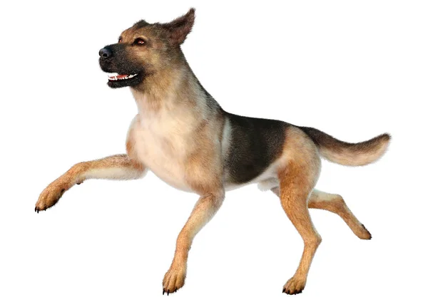 Rendering German Shepherd Dog Isolated White Background — Stock Photo, Image