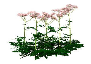 Beyaz arkaplanda 3 boyutlu maydanoz tarlası.