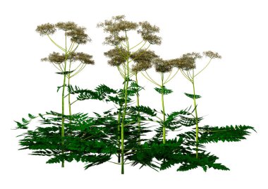 Beyaz arkaplanda 3 boyutlu maydanoz tarlası.