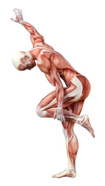 Beyaz arka planda izole edilmiş kas haritaları olan üç boyutlu bir kadın figürü