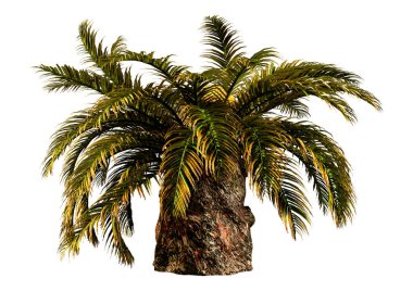 Beyaz arkaplanda 3 boyutlu sago palmiyesi ya da Metroxylon sagu çizimi