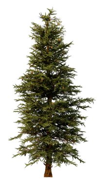 Beyaz arka planda bulunan mavi ladin ağacı veya Picea pungens ya da Colorado ladini 3D görüntüleme