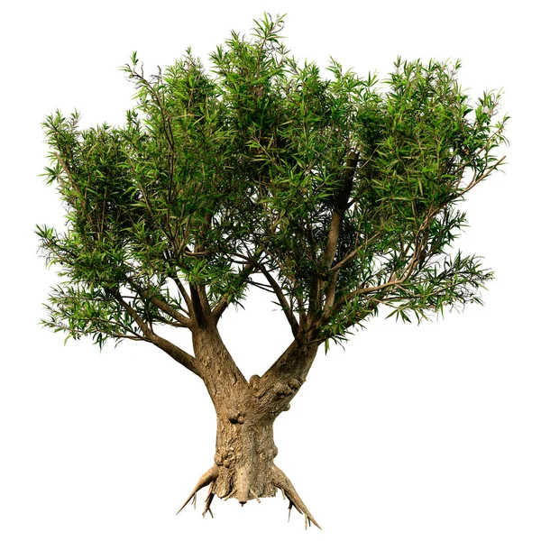 Återgivning Ett Olivträd Eller Olea Europaea Isolerad Vit Bakgrund — Stockfoto