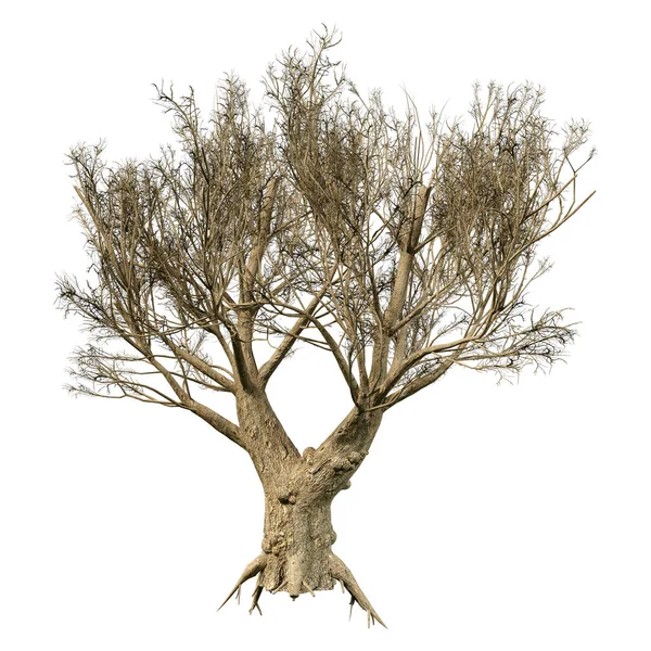 Renderowanie Drzewa Oliwnego Lub Olea Europaea Izolowane Białym Tle — Zdjęcie stockowe