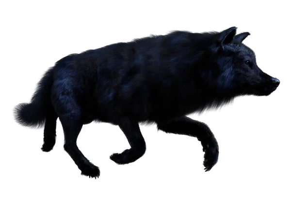 Візуалізація Чорного Вовка Ізольовано Білому Тлі — стокове фото