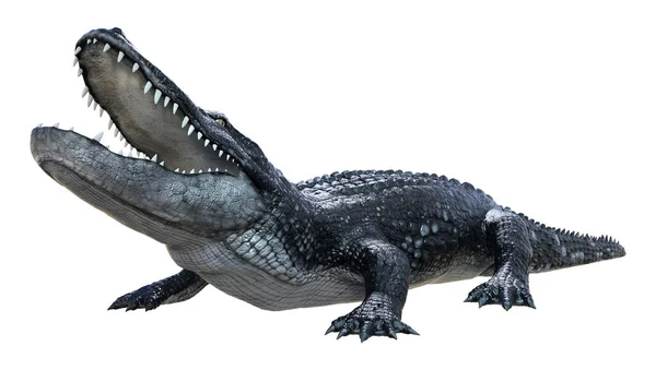 Weergave Van Een Zwarte Alligator Geïsoleerd Witte Achtergrond — Stockfoto