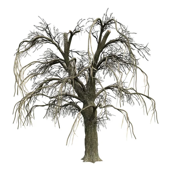 Vykreslování Pláče Vrby Nebo Salix Babylonica Zimě Izolované Bílém Pozadí — Stock fotografie
