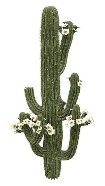 Rendering Blooming Saguaro Cactus Orcarnegiea Gigantea Plant Isolated White Background — Stock Photo, Image