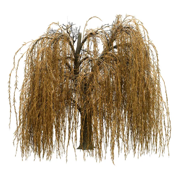 Rendering Yellow Weeping Willow Isolated White Background — Stock Photo, Image