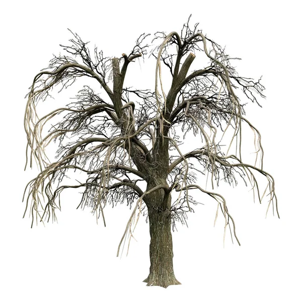 Rendering Weeping Willow Salix Babylonica Winter Isolated White Background — Stock Photo, Image