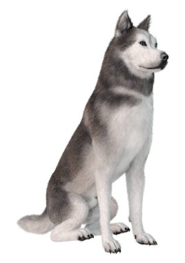 Beyaz arka planda izole edilmiş Sibirya köpeğinin 3 boyutlu görüntüsü
