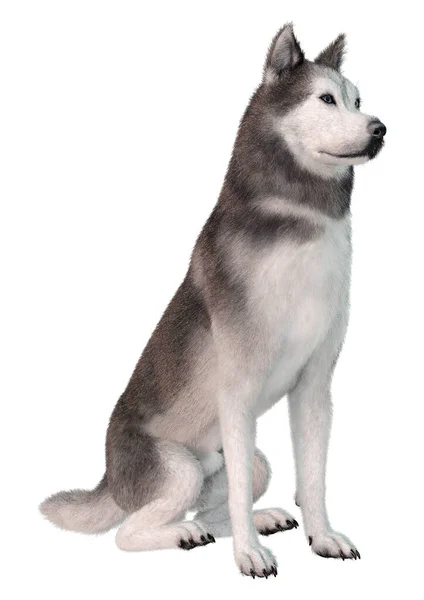 白い背景に隔離されたシベリア犬の3Dレンダリング — ストック写真