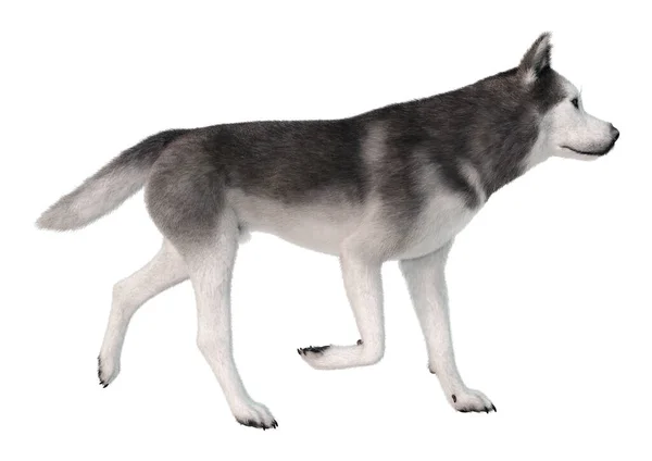 Renderização Cão Husky Siberiano Isolado Fundo Branco — Fotografia de Stock