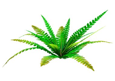 3D sert eğreltiotu bitkisi ya da baharatlı Struthiopteris, ya da Blechnum baharatı, ya da beyaz arka planda izole edilmiş geyik eğreltiotu.