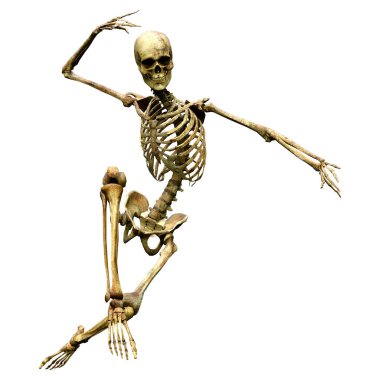 Beyaz arkaplanda izole edilmiş bir insan iskeletinin 3 boyutlu görüntülenmesi