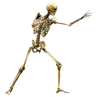 Beyaz arkaplanda izole edilmiş bir insan iskeletinin 3 boyutlu görüntülenmesi