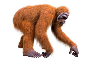 Beyaz arkaplanda izole edilmiş bir orangutan maymunun 3 boyutlu canlandırması