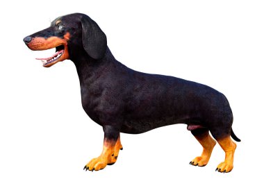 Dachshund, porsuk ya da sosisli sandviçin beyaz arka planda 3 boyutlu görüntülenmesi