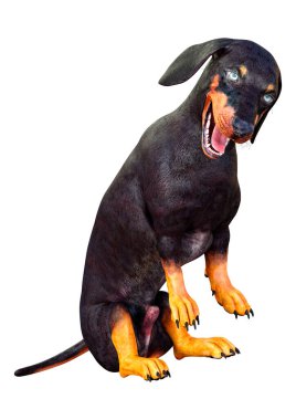 Dachshund, porsuk ya da sosisli sandviçin beyaz arka planda 3 boyutlu görüntülenmesi