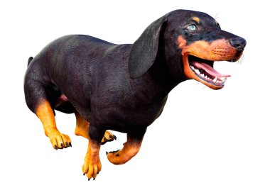 Dachshund, porsuk ya da sosisli sandviçin beyaz arka planda 3 boyutlu görüntülenmesi