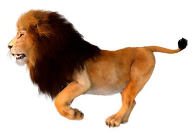Beyaz arka planda izole edilmiş bir erkek aslanın 3 boyutlu görüntüsü