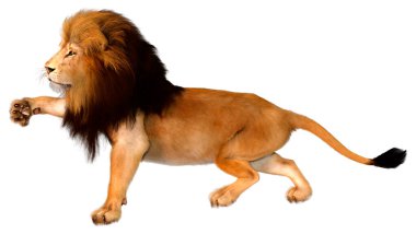 Beyaz arka planda izole edilmiş bir erkek aslanın 3 boyutlu görüntüsü