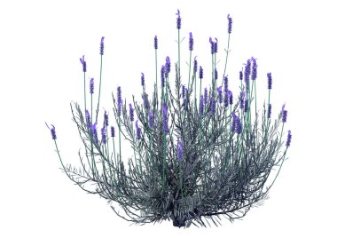 Beyaz arkaplanda 3 boyutlu lavanta çiçeği çizimi