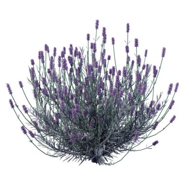 Beyaz arkaplanda 3 boyutlu lavanta çiçeği çizimi