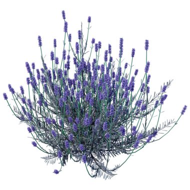 Beyaz arkaplanda 3 boyutlu lavanta çiçeği çizimi