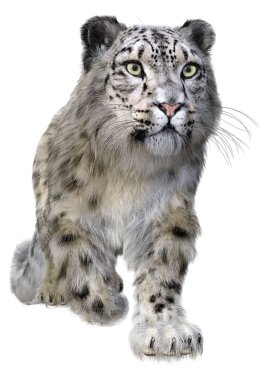 Beyaz zemin üzerinde izole edilmiş büyük bir kedi kar leoparının 3 boyutlu görüntüsü