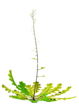 Bir çobanın çantasının 3D görüntülenmesi veya beyaz arka planda izole edilmiş Capsella bursa pastoris bitkisi