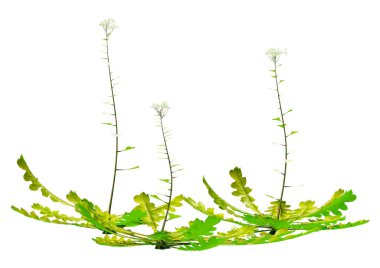 Çoban çantasının 3D görüntülenmesi veya beyaz arka planda izole edilmiş Capsella bursa pastoris bitkileri