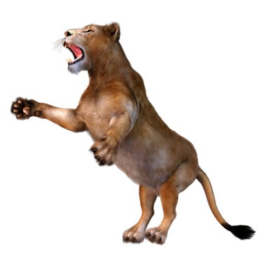 Beyaz arka planda izole edilmiş bir dişi aslanın 3 boyutlu görüntüsü