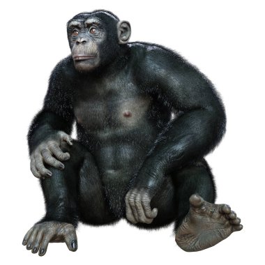 Beyaz arkaplanda izole edilmiş büyük bir şempanze maymunu 3 boyutlu görüntüleme